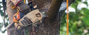 Best Tree Disease Treatment  in Halsey, OR