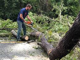 Best Tree Maintenance Programs  in Halsey, OR