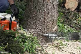 Seasonal Cleanup (Spring/Fall) in Halsey, OR