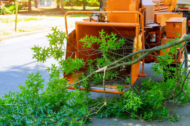 Best Palm Tree Trimming  in Halsey, OR