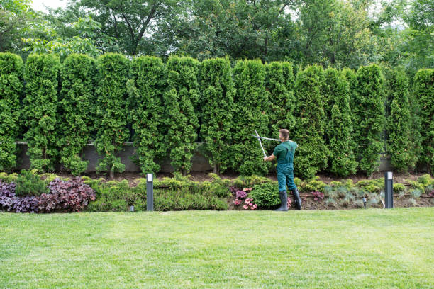 Best Lawn Watering Services  in Halsey, OR