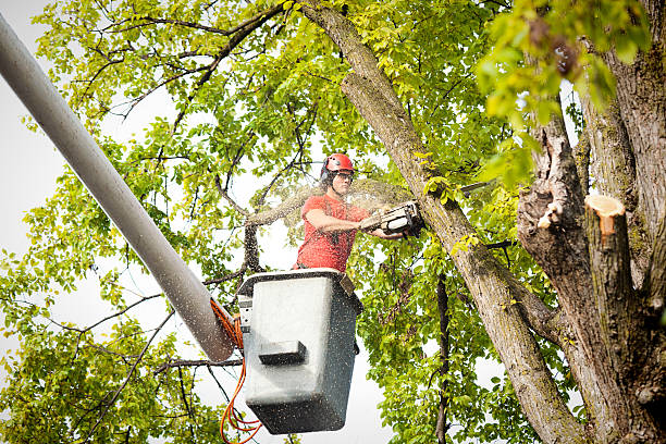 Trusted Halsey, OR Tree Services Experts