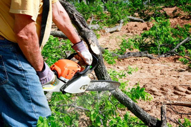 How Our Tree Care Process Works  in  Halsey, OR